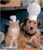 artgerechte Naturnahrung für Hunde und Katzen