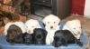 Labrador Welpen in blond,  schwarz und braun,  geboren am 11.01.2012