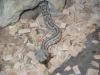 Crotalus Atro/  Westliche Diamantklapperschlange