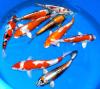 Goldfische-Teichfische-Koi / /  Fa.Fördefisch