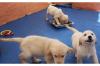 Golden Retriever Welpen