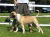 American Bulldog  Bully Typ Deckrüde
