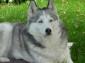 husky Hündin braucht Medikamente