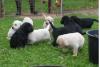      **Super Süße Labrador/ G.Retriver Welpen Schwarz,  Braun, Weiß**!!!!   