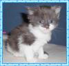 Maine Coon Kitten
