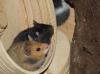 Hamsterkäufe