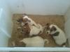 Jack-Russell-Terrier Welpen (Tricolor  )