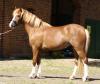 Hübscher Welsh-Pony Stute und Wallach zu verkaufen! 