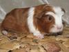 Meerschweinchenbabys aus liebevoller MFD geprüfter Hobbyzucht