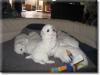 Endlich,  unsere allergiker geeignete Bichon frise Welpen sind geboren