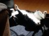 Hilfe Kater Timon sucht dringend neues zuhause!!!!