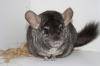 Diese 3 Süßen Chinchilla Böckchen suchen neues Zuhause! Hetero Ebony AVT,  Ebonys