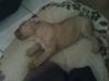 Welpen Bordeaux-Doggen-Mix