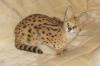 Serval,  Jungtier