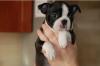 Süße Boston Terrier Welpen