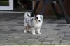 Traumhaft schöne Australian Shepherd Welpen, 