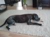 dringend reinrassiger cane corso rüde abzugeben!!!