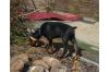 Dobermann Welpen aus gesunder Zucht mit Papieren
