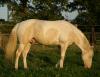 Deckanzeige,  APHA Paint Horse Hengst,  3fach homozygot,  im Einsatz