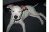 12 Wochen alte American Staffordshire Terrier