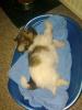 Edelmix sucht liebes zu hause