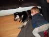 welpe 5 Monate  Golden Retriever/ Australian Shepherd