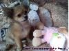Chihuahua 2011