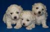 Bichon Frise Welpen abzugeben