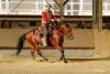 Bosals,  Mecaten,  Headsets,  Reins,  Ropes,  Bits,  Westernsättel