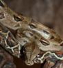 0.1 Boa constrictor Imperator Honduras NZ Juni 2011 mit Papieren