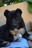 Bär   der Labrador  Mix hat in Griechenland keine Chance,  eine Familie zu finden