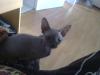 Canadie Sphynx mit Papiren