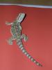 Pogona Vitticeps Bartagamen abzugeben