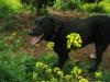 Billy Joe,  Labrador -Mix: Seine Augen flehten Vallia an: Bitte lass mich rein