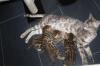 Bengal Kitten - Minileoparden fürs Wohnzimmer in braun,  snow und silver rosetted