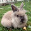 braunes Zwergkaninchen-weibchen (Löwenköpfchen/ Teddywiddermix) zu verkaufen