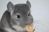 Chinchilla