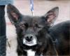 Blacky   Menschen misshandelten sie so schwer,  dass sie ein Auge verlor