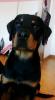 Rottweiler Welpe (5 Monate,  Rüde) zu verkaufen.