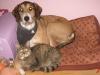 Charly sucht dringend neues Zuhause