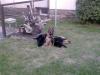 Zwei Deutsche Schäferhund Welpen/ Rüden  abzugeben