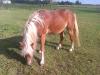 Suche Papiere vom Haflinger Snap Check von Steinway/ Pialotta