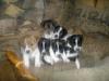schöne Jack Russel Welpen zu verkaufen.