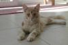Maine Coon Katerchen Charlie sucht liebes Zuhause