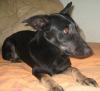 Naomi - schüchterne,  dezente und liebesbedürftige Hundedame