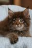 Maine Coon Kitten und Kastraten mit Stammbaum