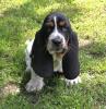 Bloodhound Welpen mit Papieren 