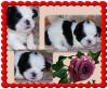 Shih Tzu Welpen aus guten Linien