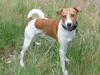 Jackrussel-Basengi-Mix such neues zu Hause