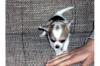 neue Generation Töpfchen ausgebildet gesunde schöne Chihuahua Babys für neue Fam